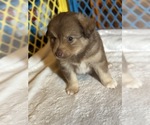 Puppy Axel Australian Shepherd-Miniature Australian Shepherd Mix