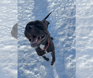 Reaper - Long Term Resident - Sponsored - Male American Staffordshire Terrier-Boxer Mix Dog for Adoption - Photo #4