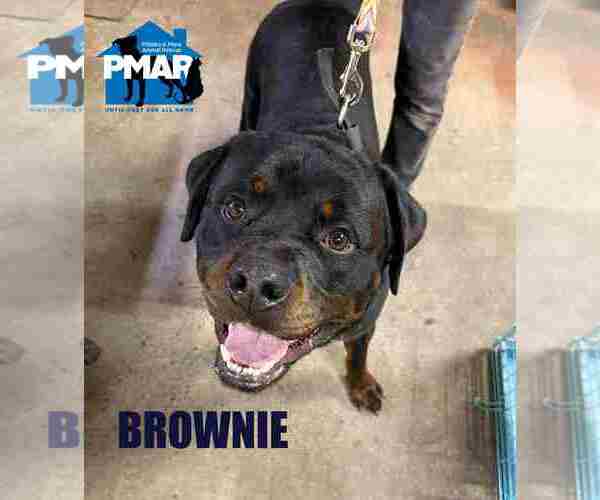 Medium Photo #2 Rottweiler Puppy For Sale in Binghamton, NY, USA