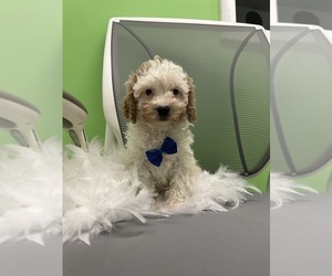 Cavapoo (Miniature) Puppy for sale in RANDOLPH, MA, USA
