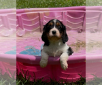 Small #5 Cavalier King Charles Spaniel