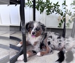 Small Miniature Australian Shepherd