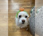 Small Photo #4 Chihuahua-Unknown Mix Puppy For Sale in Boston, MA, USA