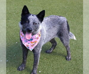 Mutt Dogs for adoption in Rockaway, NJ, USA