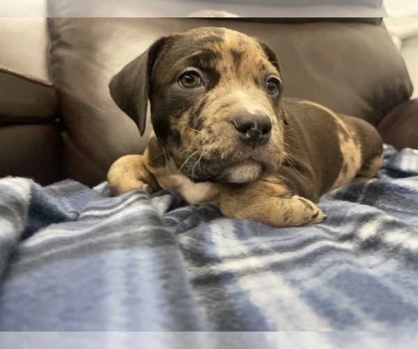 Medium Photo #123 American Bully Puppy For Sale in REESEVILLE, WI, USA