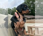 Small Photo #20 Doberman Pinscher Puppy For Sale in NEWTON, NC, USA