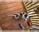 Small #2 Beagle Mix