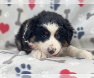 Australian Shepherd Puppy for sale in LAKELAND, FL, USA