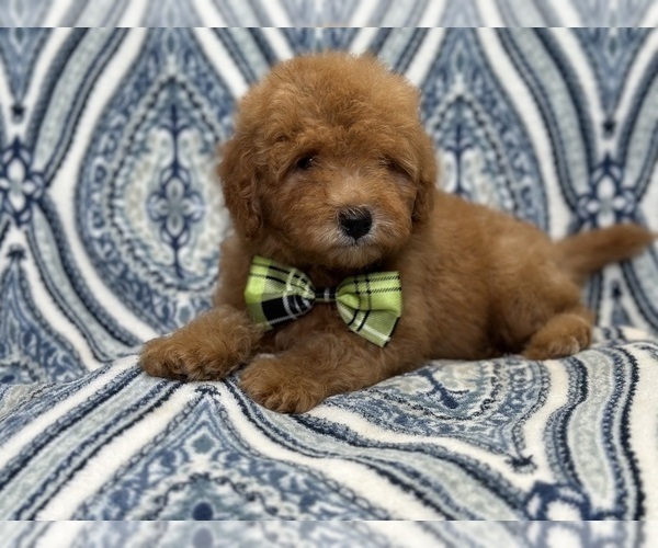 Medium Photo #6 Goldendoodle (Miniature) Puppy For Sale in LAKELAND, FL, USA