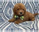 Small Photo #6 Goldendoodle (Miniature) Puppy For Sale in LAKELAND, FL, USA