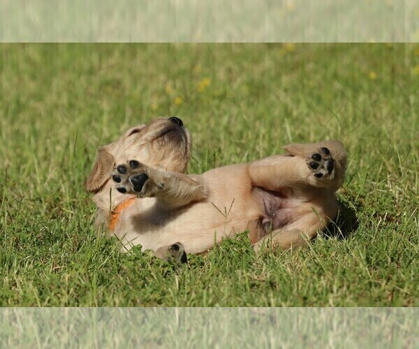 Medium Photo #4 Golden Retriever Puppy For Sale in CLOVIS, CA, USA