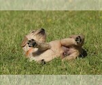 Small Photo #4 Golden Retriever Puppy For Sale in CLOVIS, CA, USA