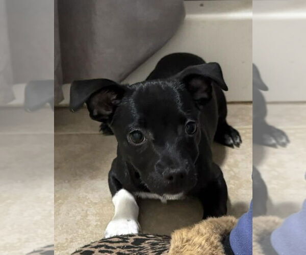Medium Photo #8 Chihuahua-Unknown Mix Puppy For Sale in New York, NY, USA