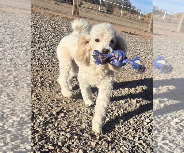 Medium Photo #1 Poodle (Miniature)-Unknown Mix Puppy For Sale in Peralta, NM, USA