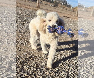 Poodle (Miniature)-Unknown Mix Dogs for adoption in Peralta, NM, USA