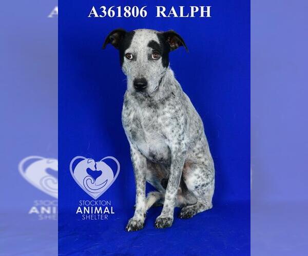 Medium Photo #2 Australian Cattle Dog-Unknown Mix Puppy For Sale in Stockton, CA, USA