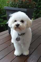 Zuchon Puppy for sale in MERRIMACK, NH, USA