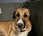 Small Photo #1 Anatolian Shepherd Puppy For Sale in MECHANICSVILLE, VA, USA