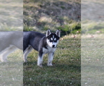 Small #8 Siberian Husky
