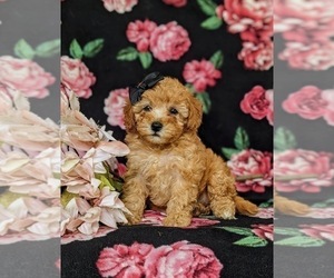 Goldendoodle (Miniature) Puppy for sale in CHRISTIANA, PA, USA