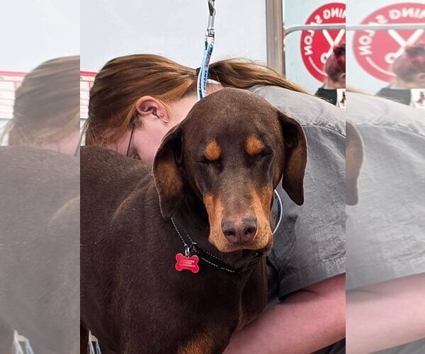 Medium Photo #2 Doberman Pinscher Puppy For Sale in Minneaoplis, MN, USA
