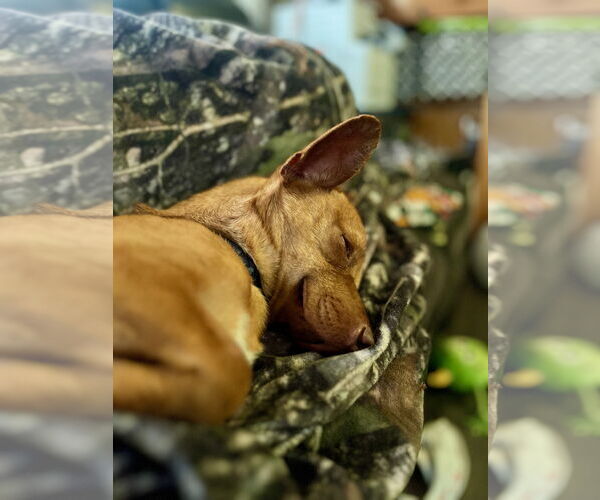 Medium Photo #7 Chihuahua Puppy For Sale in Sandy, UT, USA