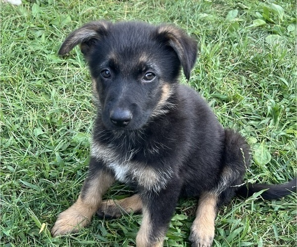 Medium Photo #11 German Shepherd Dog Puppy For Sale in WINONA, MN, USA