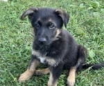 Small Photo #11 German Shepherd Dog Puppy For Sale in WINONA, MN, USA