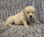 Puppy Bits English Cream Golden Retriever