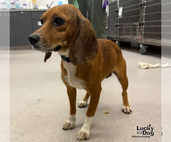 Medium Photo #3 Beagle-Unknown Mix Puppy For Sale in Washington, DC, USA