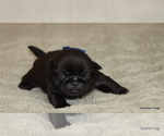Small #6 Pug