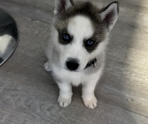 Siberian Husky-Wolf Hybrid Mix Puppy for sale in PLANO, TX, USA