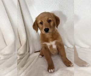 Golden Retriever Puppy for sale in GREENFIELD, IN, USA