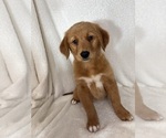 Image preview for Ad Listing. Nickname: Ginger