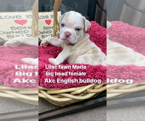 English Bulldog Puppy for sale in VALLEJO, CA, USA