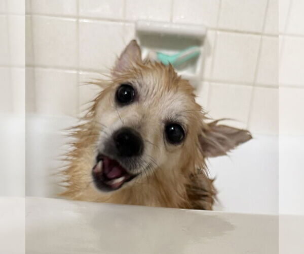 Medium Photo #19 Pomeranian-Unknown Mix Puppy For Sale in Fargo, ND, USA