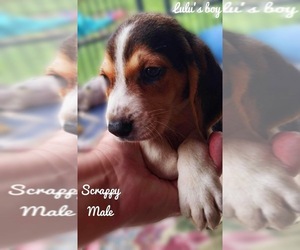 Beagle Puppy for sale in WHITEVILLE, NC, USA