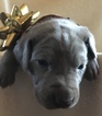 Small Photo #3 Weimaraner Puppy For Sale in DOW, IL, USA
