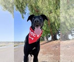Small #6 Labrador Retriever Mix