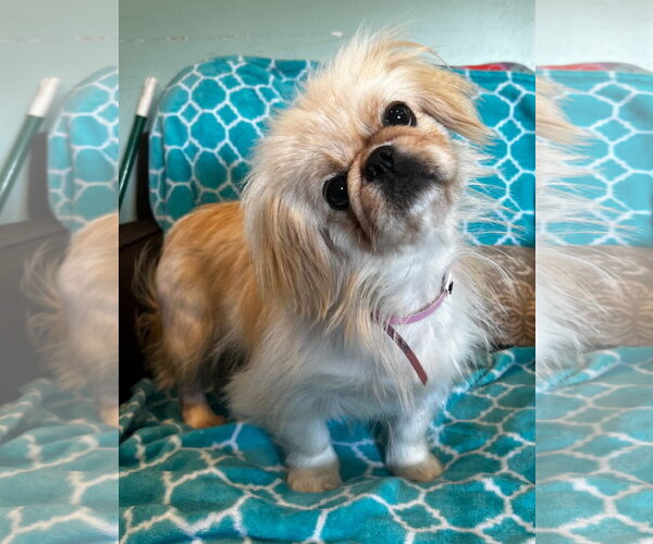 Medium Photo #5 Pekingese Puppy For Sale in Pacolet, SC, USA