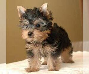 Yorkshire Terrier Puppy for sale in DAYTON, OH, USA