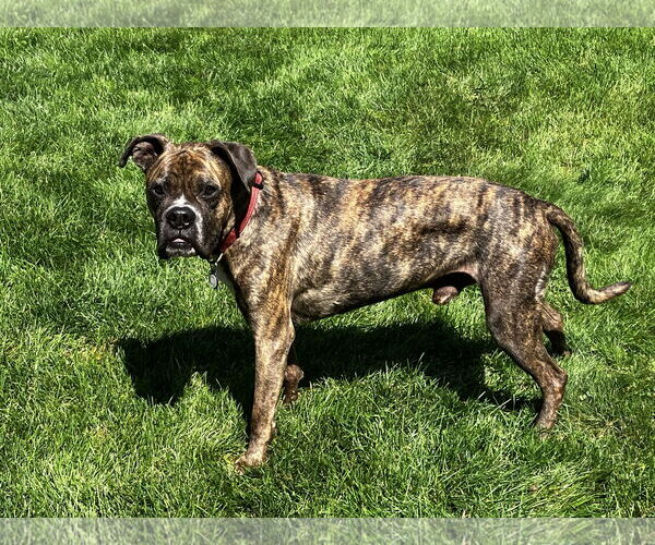 Medium Photo #4 Boxer Puppy For Sale in Woodbury, MN, USA