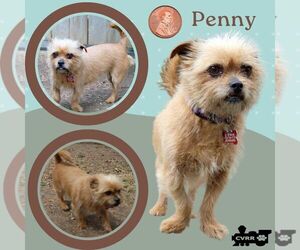 Brussels Griffon-Unknown Mix Dogs for adoption in Lindsay, CA, USA