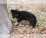 Small Photo #4 German Shepherd Dog Puppy For Sale in NOBLE, OK, USA