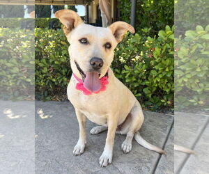 Labrador Retriever-Unknown Mix Dogs for adoption in Corona, CA, USA