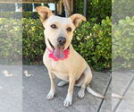 Small Labrador Retriever Mix