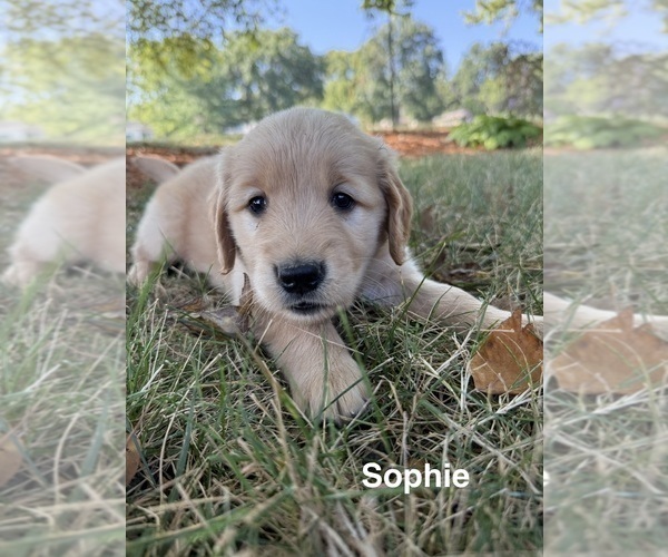 Medium Photo #4 Golden Retriever Puppy For Sale in PANA, IL, USA
