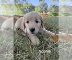 Small #3 Golden Retriever