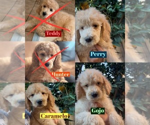 Poodle (Standard) Puppy for sale in EXETER, CA, USA
