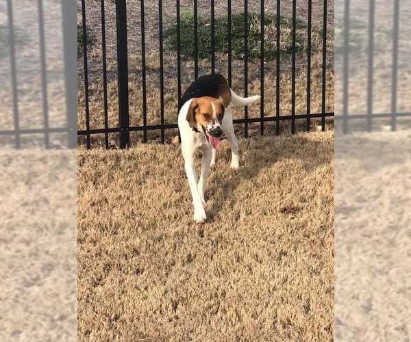 Medium Photo #14 Treeing Walker Coonhound-Unknown Mix Puppy For Sale in Chester, NJ, USA